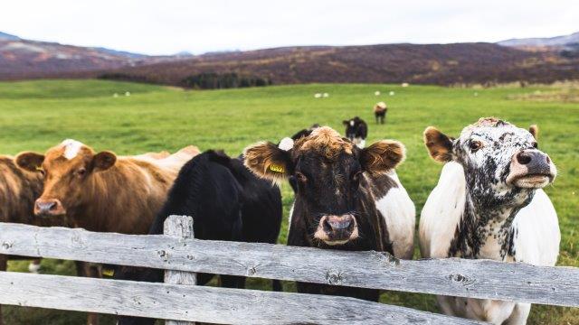Explainervideo: until cow comes home