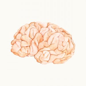 cognitieve load theorie